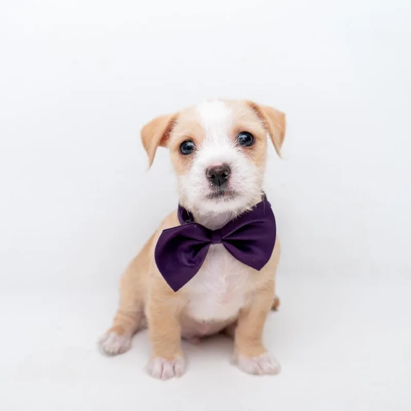 A baby small-sized male Apricot / Beige Chihuahua dog named Kobi for adoption in New York, NY