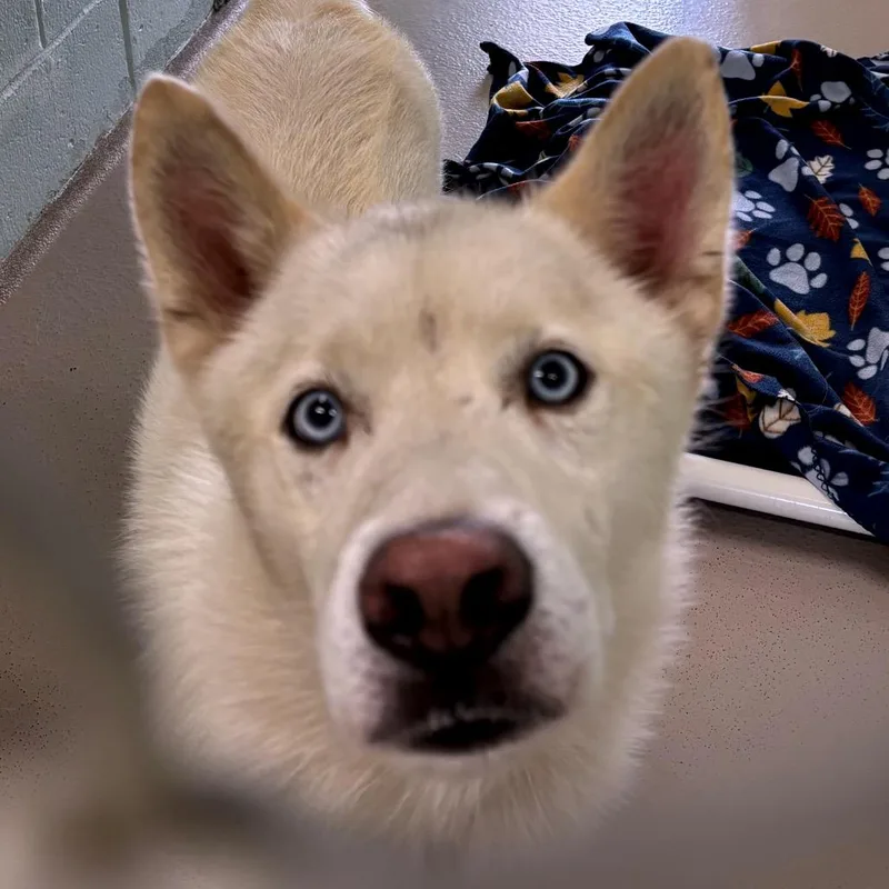 An adult medium-sized male White / Cream Husky dog named O'Shea for adoption in Newark, NJ