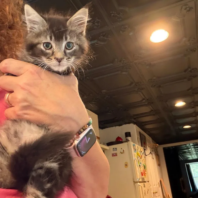 A baby small-sized male Gray / Blue / Silver Domestic Medium Hair cat named Finn for adoption in Abingdon, MD