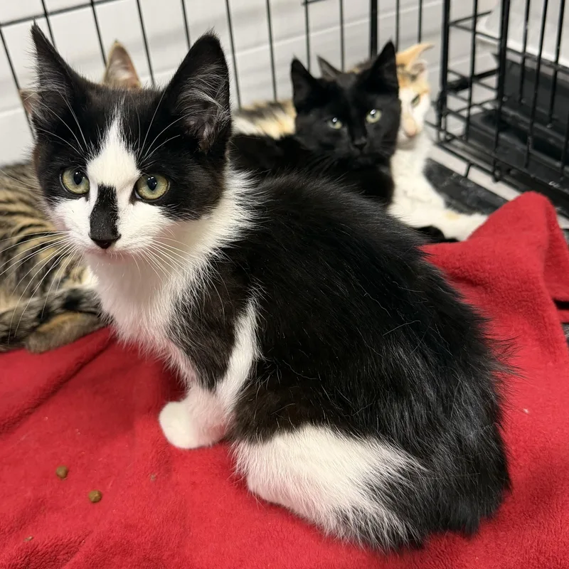 A baby small-sized male Domestic Short Hair cat named York for adoption in Williamsville, NY