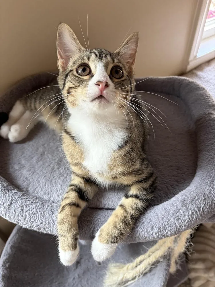 A baby small-sized female Gray & White Domestic Short Hair cat named Snowy for adoption in Duxbury, MA