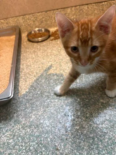 A baby medium-sized male Domestic Short Hair cat named Arteus for adoption in Washington, DC