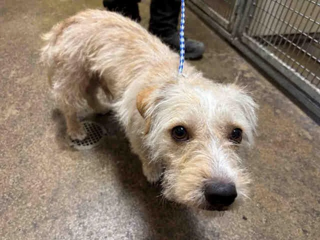 A young medium-sized male Terrier dog named A for adoption in Bonita, CA
