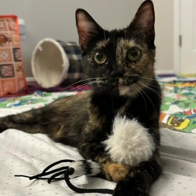 A young medium-sized female Tortoiseshell Domestic Short Hair cat named Nell for adoption in Fairfax, VA