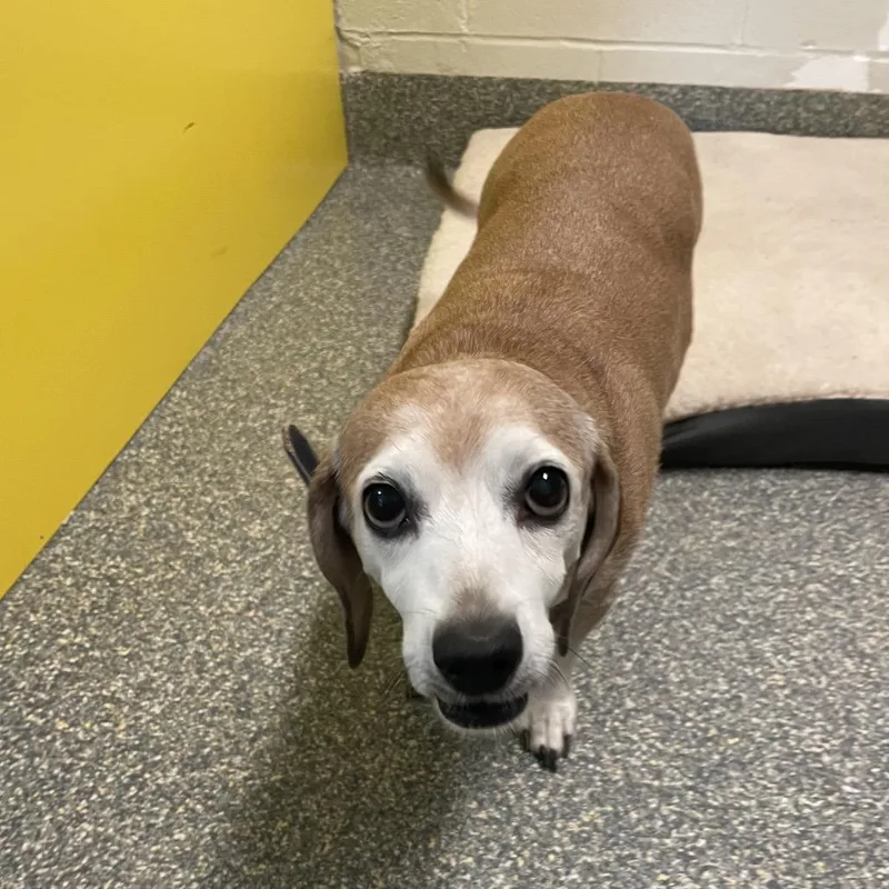 A senior small-sized female Yellow / Tan / Blond / Fawn Dachshund dog named Piper for adoption in Lee's Summit, MO