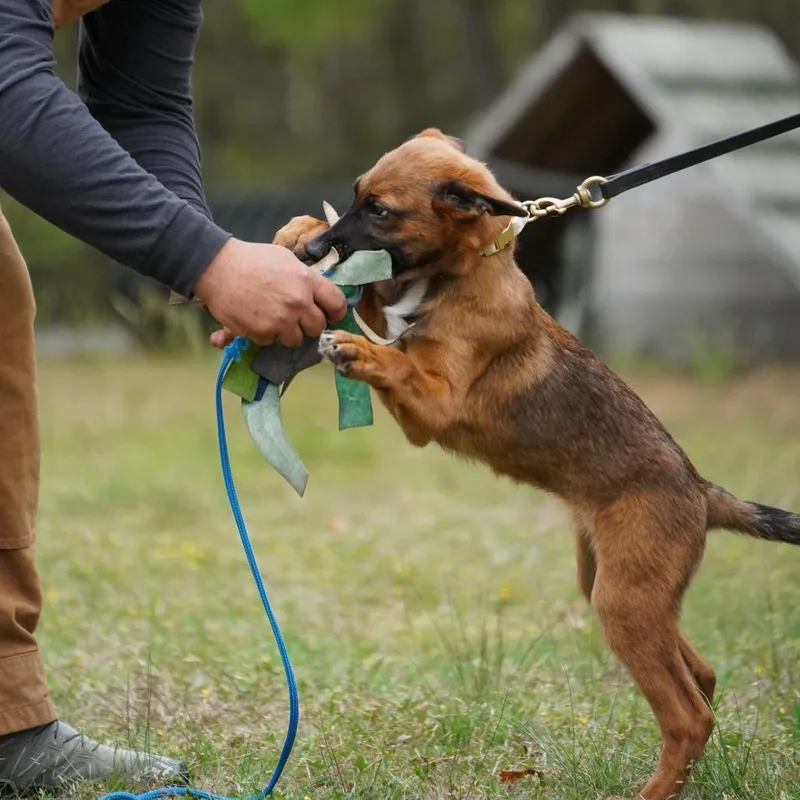A baby medium-sized female Red / Chestnut / Orange Belgian Shepherd / Malinois dog named Suki for adoption in Medford, NJ