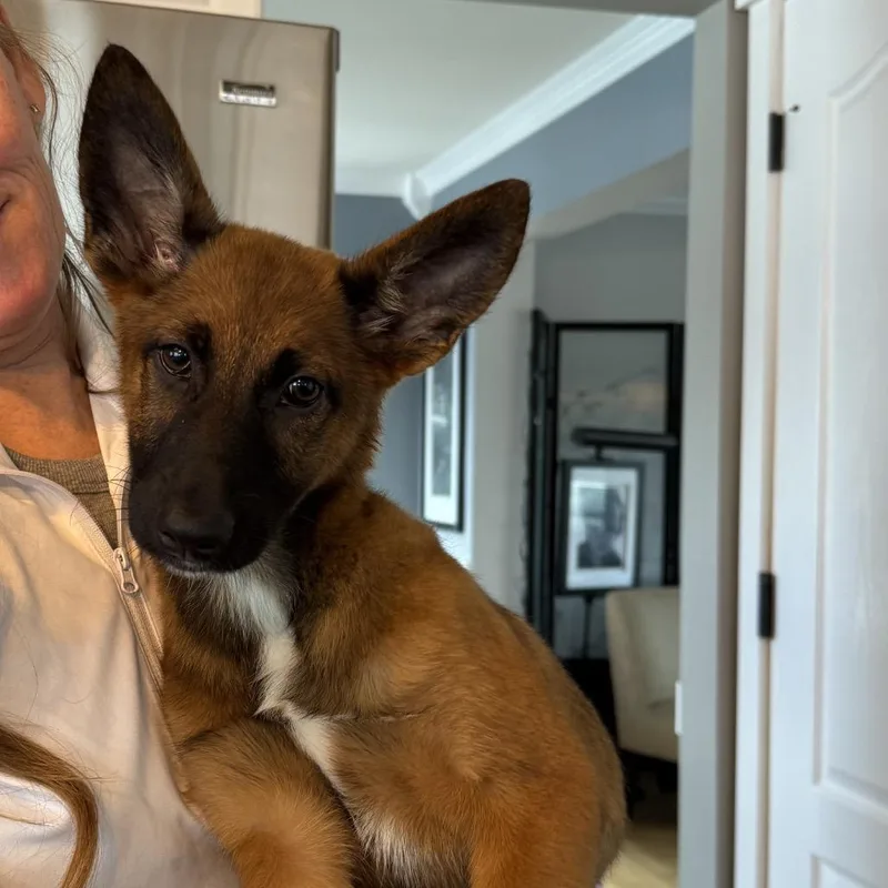 Suki thumbnail 6