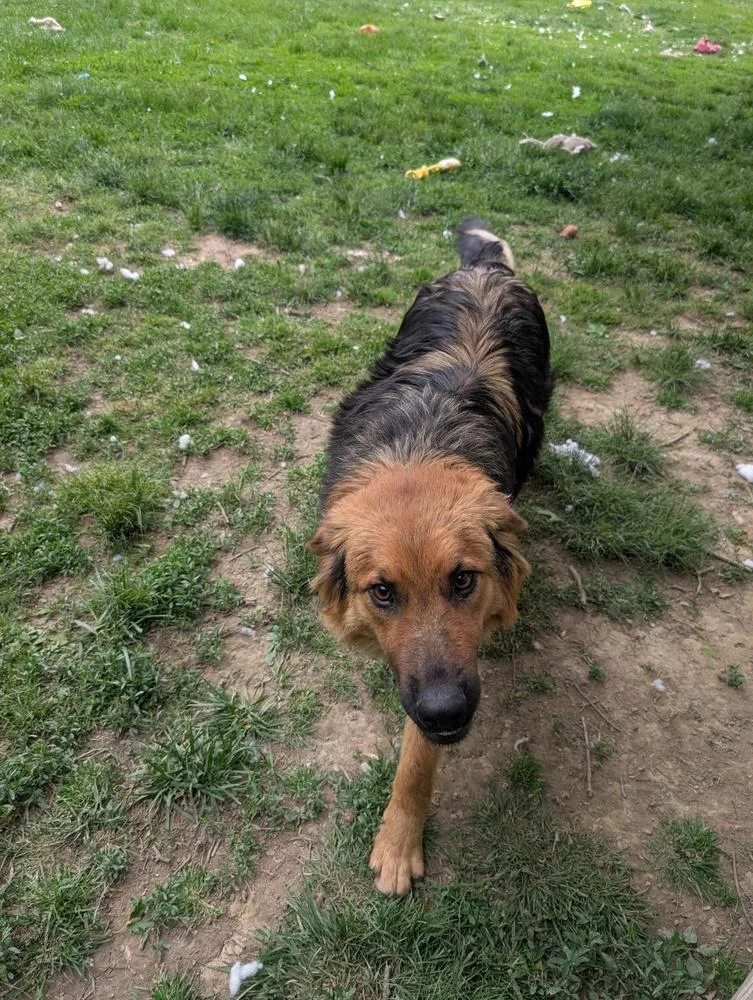 A young medium-sized male Brown / Chocolate Shepherd dog named Boomer for adoption in Columbus, OH