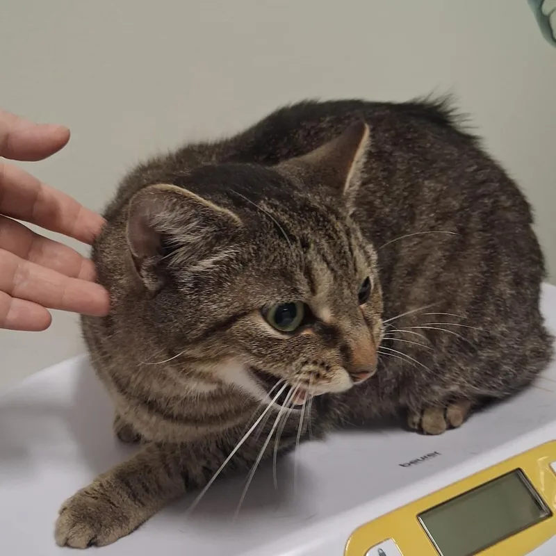 An adult large-sized male Brown / Chocolate Domestic Short Hair cat named Quenched for adoption in York, PA