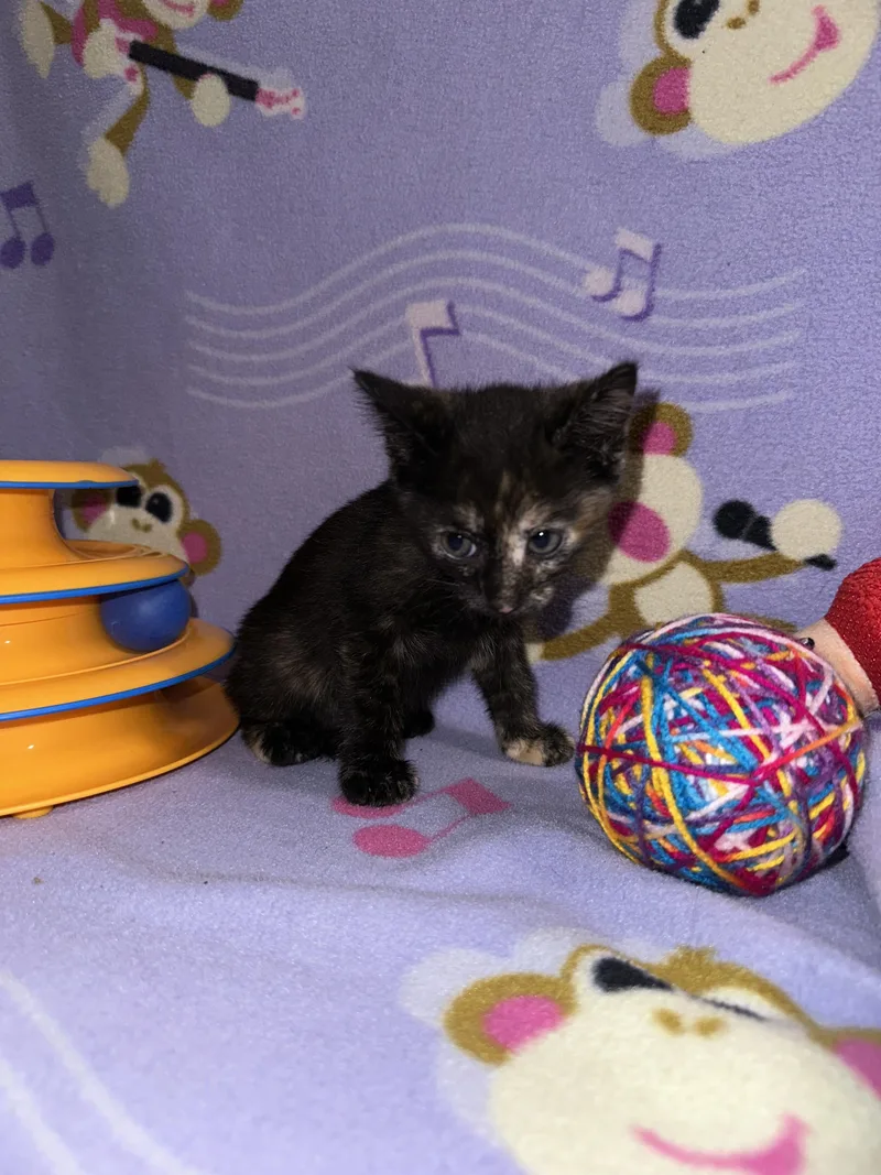 Snickers thumbnail 4