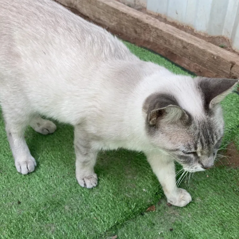 An adult small-sized female Domestic Short Hair cat named Sicily for adoption in Midland, TX