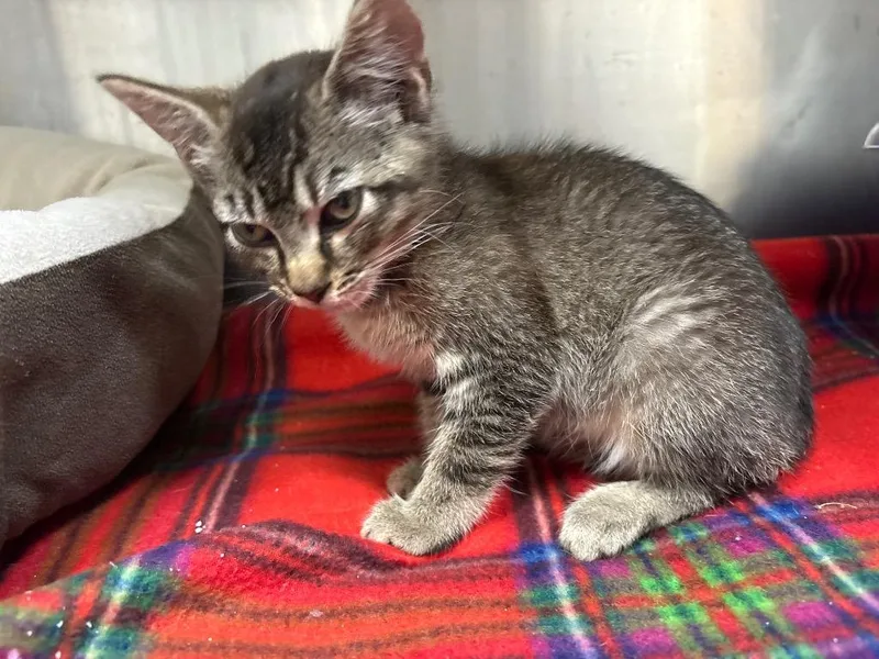 A baby medium-sized female Domestic Short Hair cat named Blossom for adoption in Greeneville, TN
