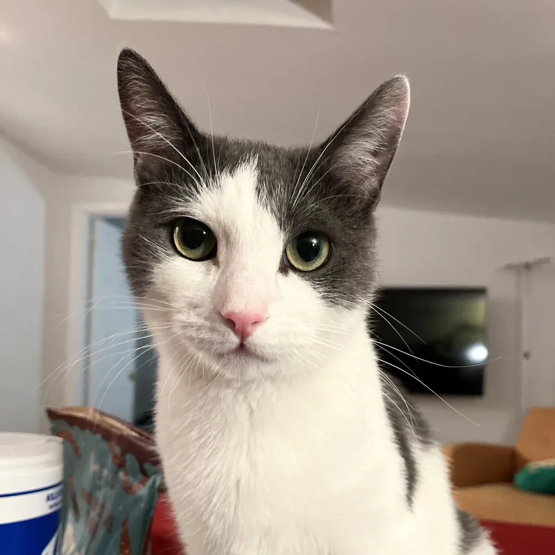A senior medium-sized male Gray & White Domestic Short Hair cat named China for adoption in Brooklyn, NY