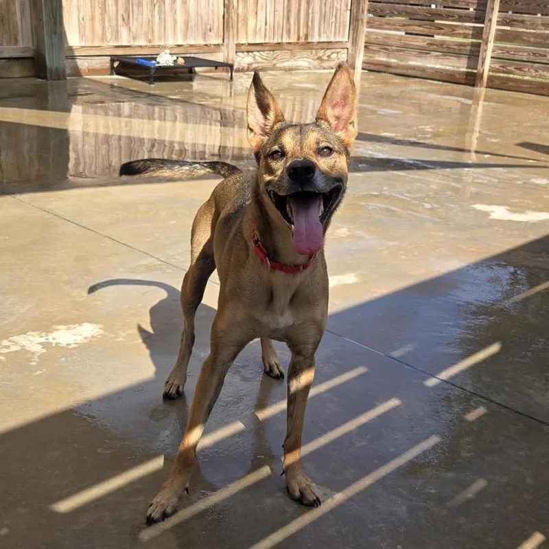 An adult medium-sized female Brown / Chocolate Shepherd dog named Ms. Pep for adoption in Freeport, FL