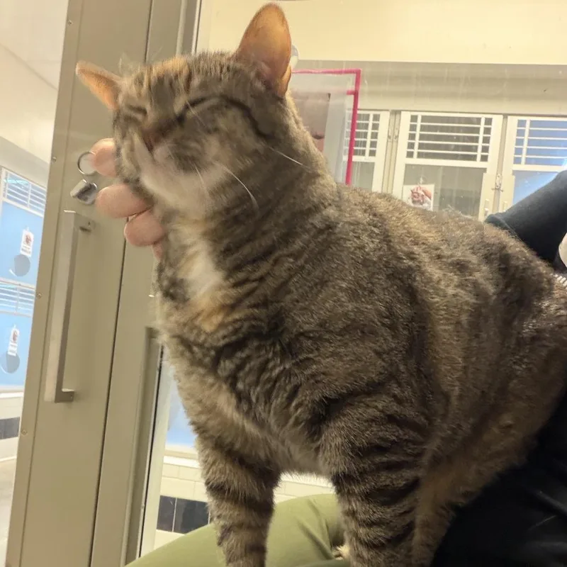 A senior extra large-sized female Brown / Chocolate Domestic Short Hair cat named Prada for adoption in Pittsburgh, PA