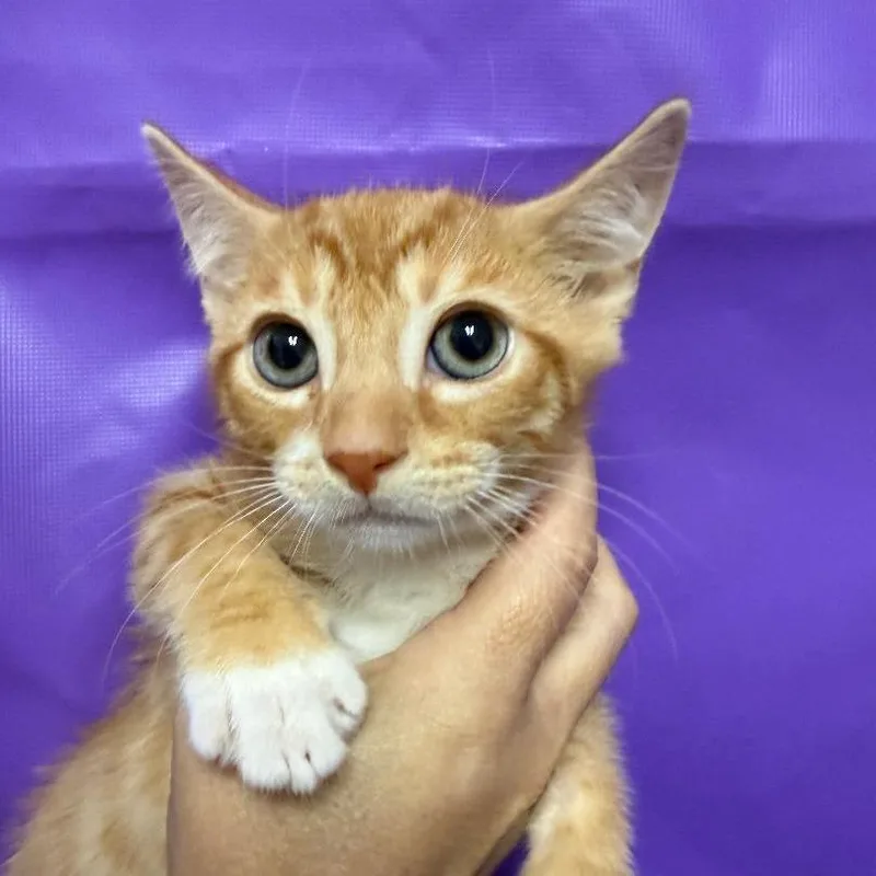 A baby small-sized male Orange / Red Domestic Short Hair cat named Vivid for adoption in North Myrtle Beach, SC