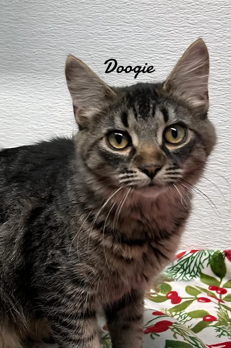 A young medium-sized female Domestic Long Hair cat named Doogie & Scout for adoption in Naugatuck, CT
