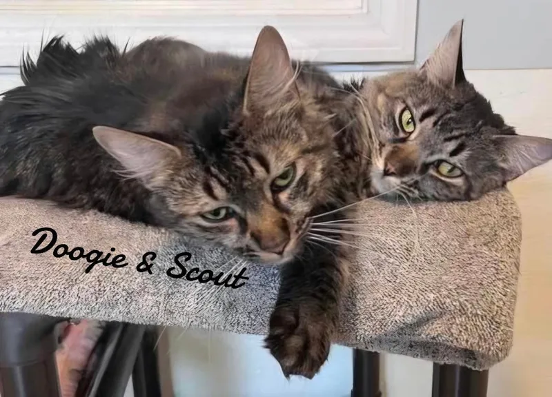 Doogie & Scout thumbnail 3