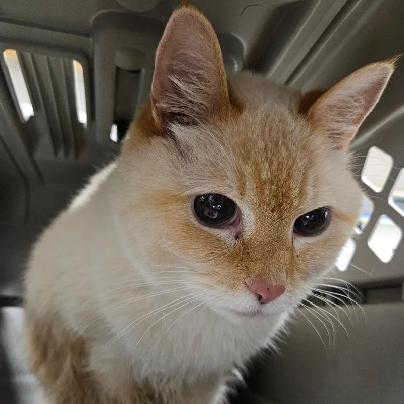 A senior medium-sized male Cream / Ivory Siamese cat named Blue for adoption in Greenville, SC