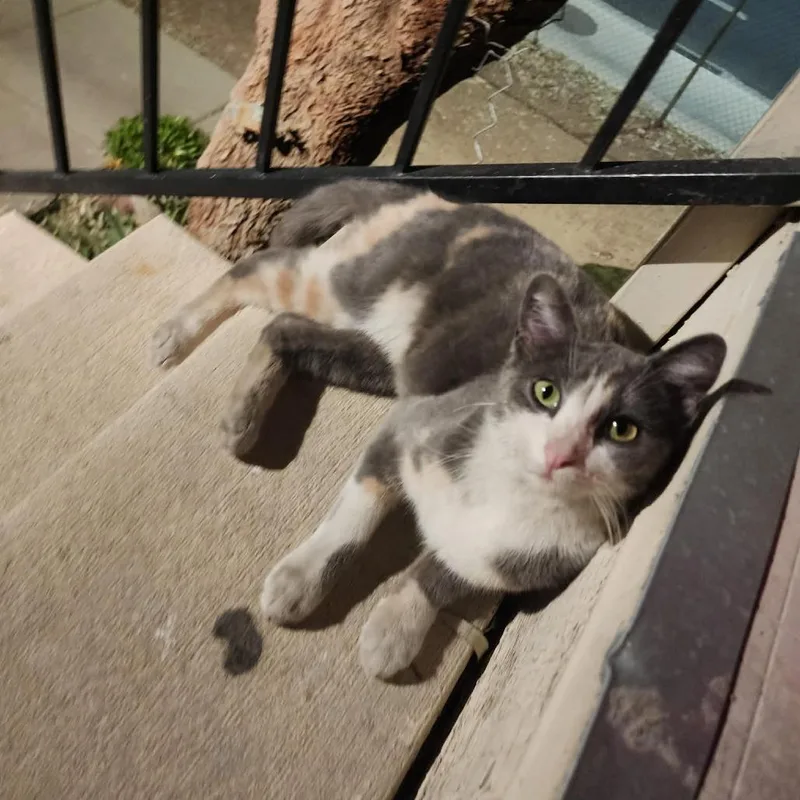 A young small-sized female Calico Domestic Short Hair cat named Mila for adoption in Las Vegas, NV