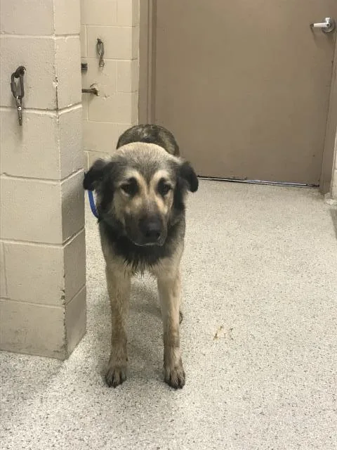 A young large-sized male Anatolian Shepherd dog named Holden for adoption in Conroe, TX