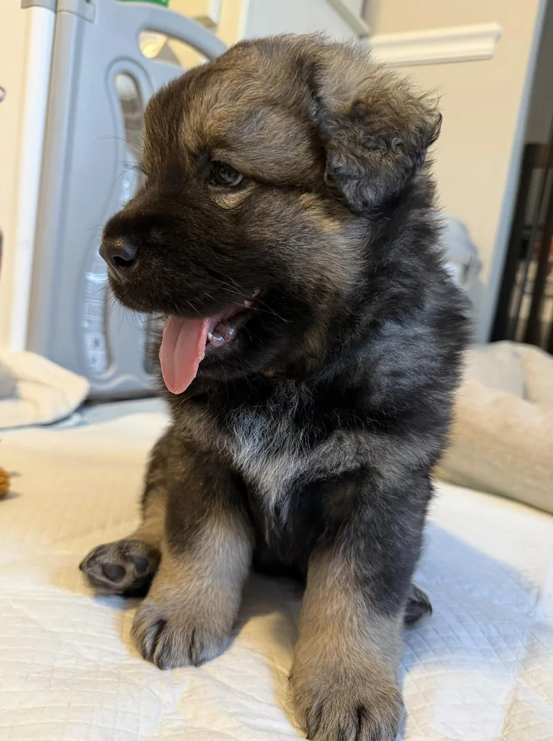 Aurora Hufflepup thumbnail 3