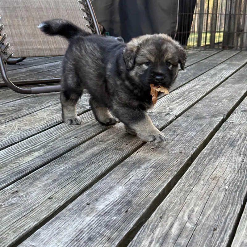 Aurora Hufflepup thumbnail 5