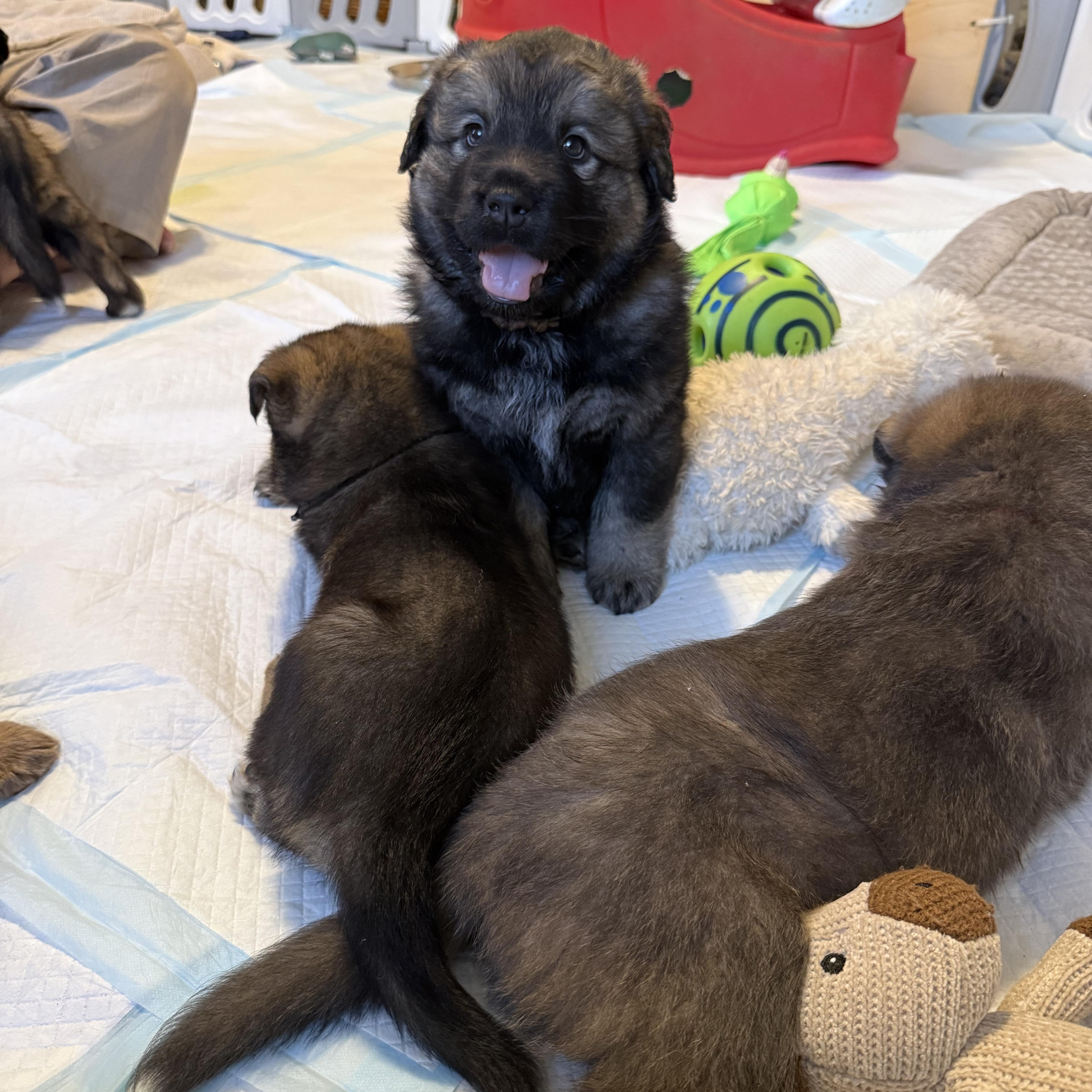 Aurora Hufflepup thumbnail 6