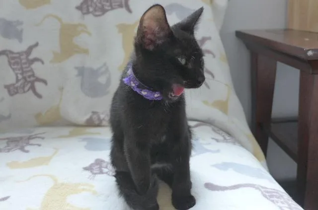 Izzy