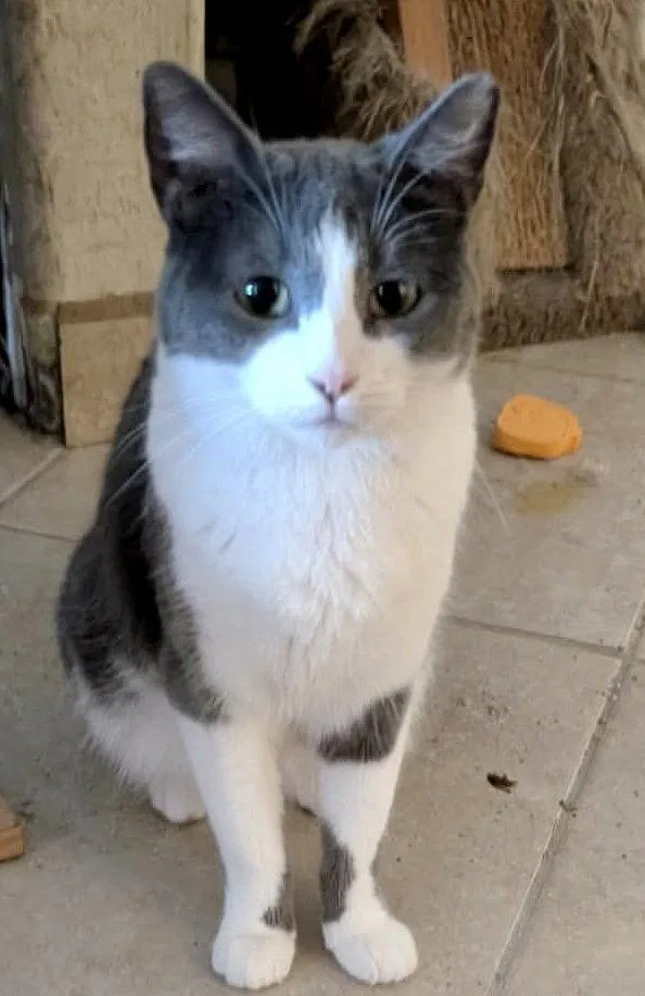 A young medium-sized female Gray & White Domestic Short Hair cat named Dory for adoption in Glendale, AZ