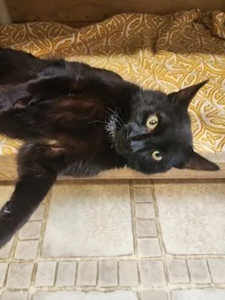 An adult medium-sized male Domestic Short Hair cat named Kiki for adoption in Bloomsburg, PA