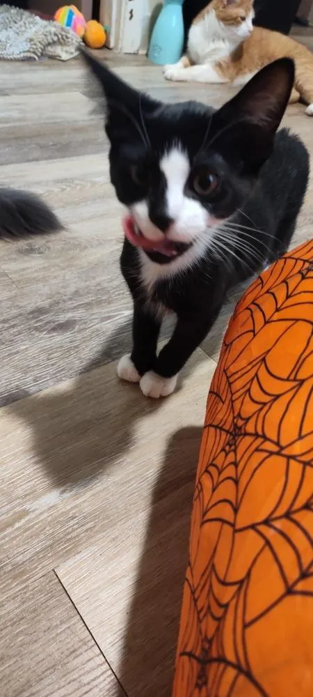 A baby small-sized female Black & White / Tuxedo Domestic Short Hair cat named Marnie for adoption in West Mifflin, PA