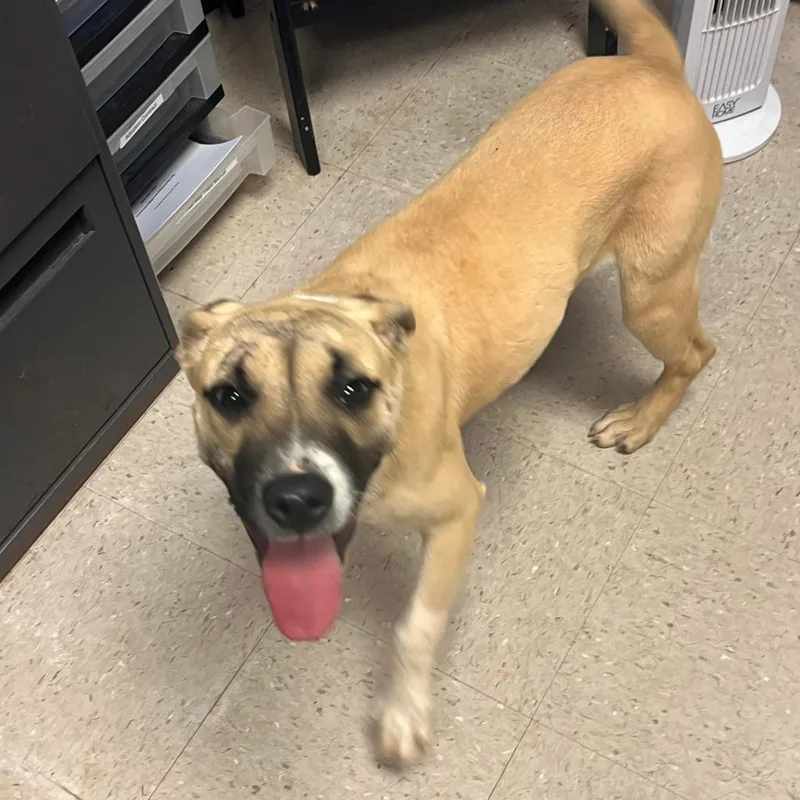 An adult medium-sized female Yellow / Tan / Blond / Fawn Labrador Retriever dog named Ella for adoption in Greenville, SC