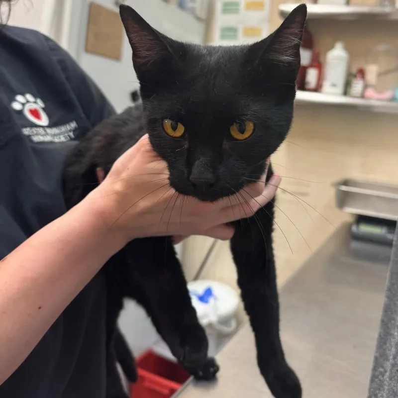An adult medium-sized male Domestic Short Hair cat named Leno for adoption in Birmingham, AL