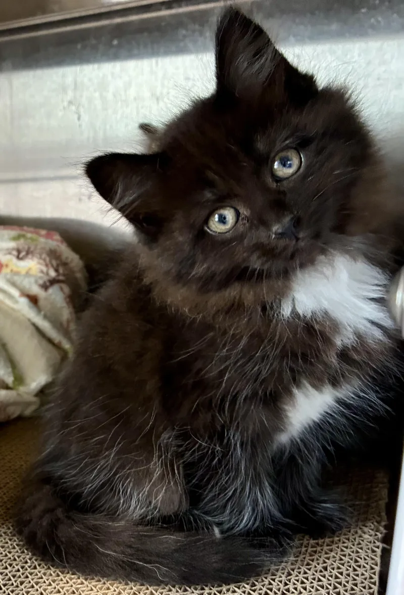 A baby medium-sized male Domestic Long Hair cat named Raven for adoption in Sandusky, MI