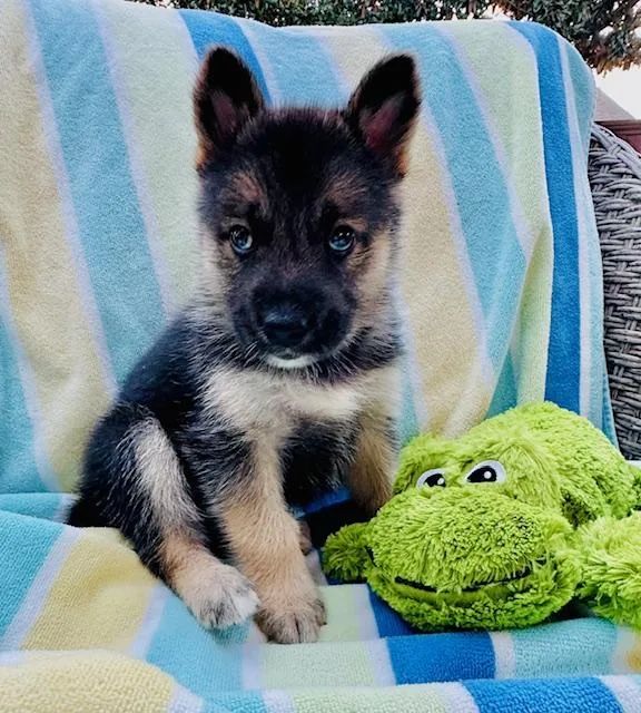 A baby medium-sized male Shepherd dog named Amarone for adoption in Houston, TX