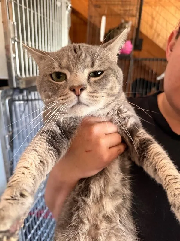 A young medium-sized male Domestic Short Hair cat named Bilbo for adoption in Zimmerman, MN