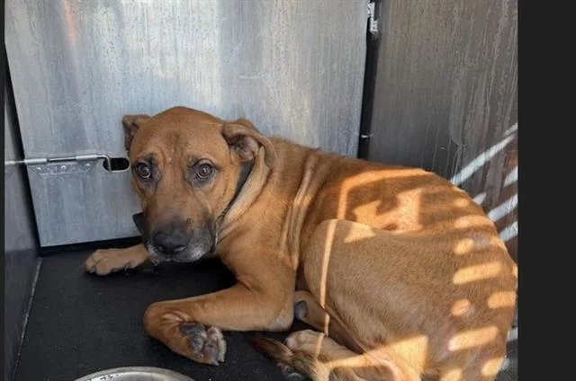 A young medium-sized male Black Mouth Cur dog named A for adoption in San Antonio, TX