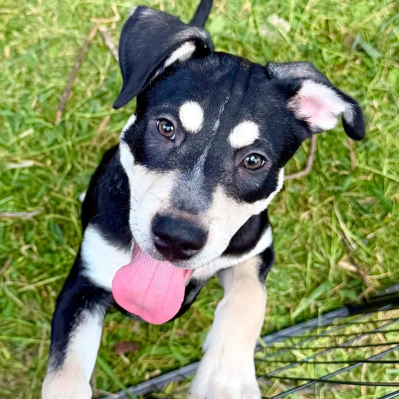 Milo LH