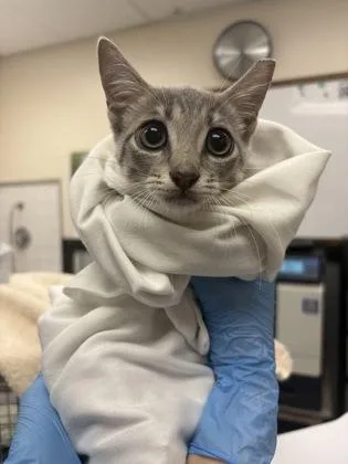 A baby small-sized female Domestic Short Hair cat named Jean for adoption in Palm Coast, FL