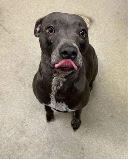 A young medium-sized female Mixed Breed dog named Gigi for adoption in Palm Coast, FL