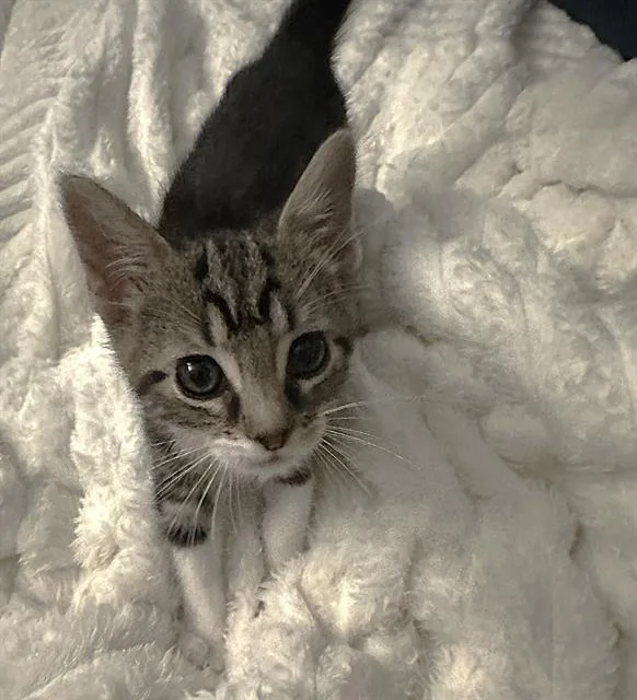 A baby small-sized male Domestic Short Hair cat named Rain for adoption in Sacramento, CA