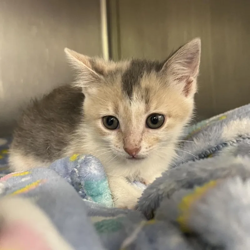 A baby small-sized female Gray / Blue / Silver Domestic Medium Hair cat named Ava for adoption in Owosso, MI