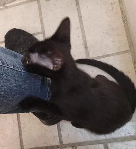 A baby medium-sized male Black Domestic Short Hair cat named Axel  PSP for adoption in Oakland Park, FL