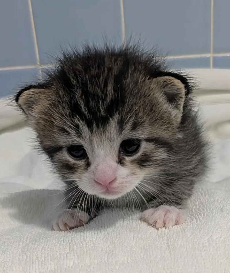 A baby medium-sized female Domestic Short Hair cat named Patty for adoption in Florence, SC