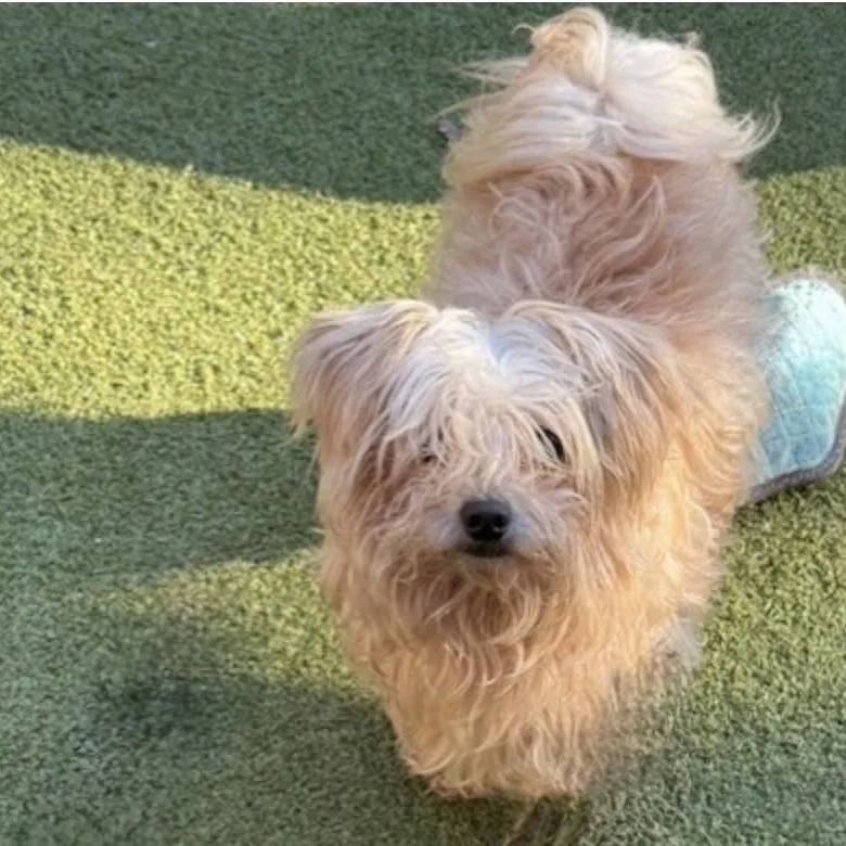 Teddy thumbnail 2