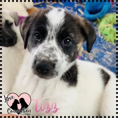 A baby medium-sized female White / Cream Shepherd dog named Tizz for adoption in Gilbert, AZ