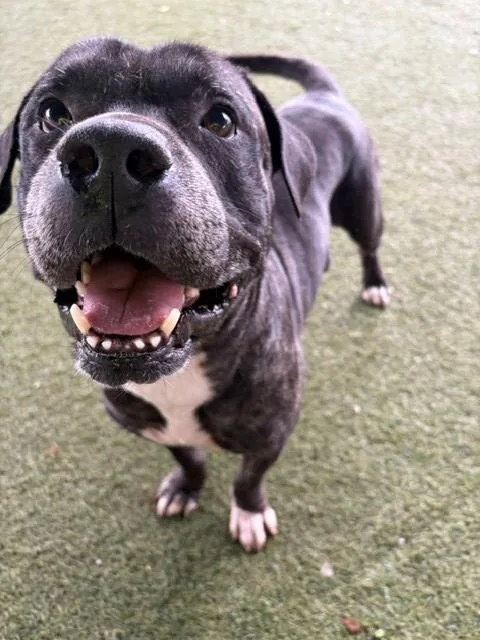 An adult large-sized male Terrier dog named Prince for adoption in Miami, FL