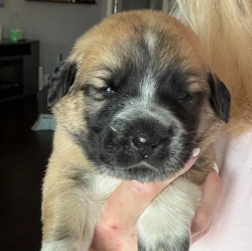 Texas Ranger thumbnail 2