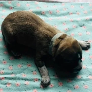 Texas Ranger thumbnail 3